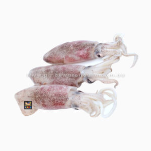 Fresh Frozen Medium Squid Local Australian Pusit Loligo 1 kg * 12