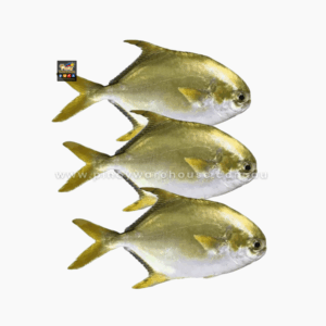 Golden Pomfret Pompano Whole fish per piece 800g